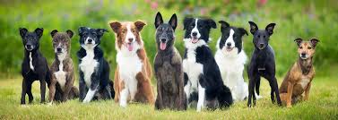 Maybe you would like to learn more about one of these? Modern Dog Boston Wag Play Love
