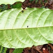 Image result for Khaya grandifoliola