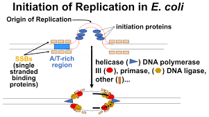 نتیجه جستجوی لغت [replication] در گوگل