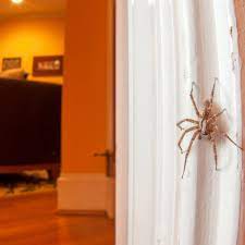 And even though some of you might not be convinced, spiders can be a really good thing. Should I Kill Spiders In My Home An Entomologist Explains Why Not To