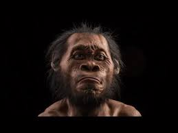 Naledi fossils are between 300. Quick Summary About Homo Naledi Nutcracker Man