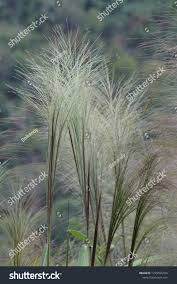 Image result for Phragmites karka