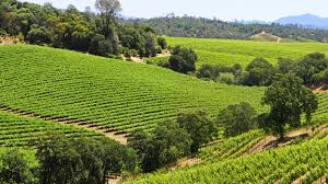 See all available apartments for rent at vineyards at valley view in el dorado hills, ca. Dry Creek Valley Wine Region And Appellation Sonomacounty Com
