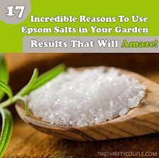 Soaking your feet in epsom salt improves circulation and blood flow in your feet. 17 Incredible Reasons To Use Epsom Salt In The Garden For Results That Will Amaze Plus The Methods Of Proper Application The Thrifty Couple