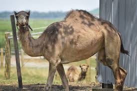 With the exception of california, most states have no retailers. Milford Couple Turns Camel Milk Into Soaps And Lotions Local News Goshennews Com