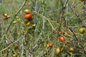 Image result for Cissus rubiginosa