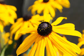 Image result for Rudbeckia Paradisio