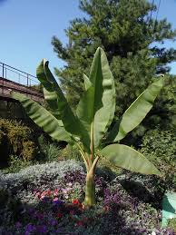 Red banana plant banana plants tropical nursery abyssinian trees and shrubs tropical plants perennials plant leaves lily. Musa Basjoo Hardy Banana Japanese Banana Japanese Fibre Banana Sichuan Hardy Banana North Carolina Extension Gardener Plant Toolbox