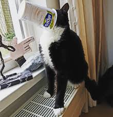 Jolanda Linckens On Instagram Eating Breakfast Is Not Always Easy Diizy De Kat Cat Katt Cute Fun Funny Alpro Soya Fav Cat Meeting Silly Dogs Cats