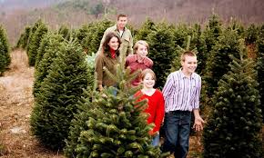 Before going inside, shake off the cut christmas tree one last time. Choose And Cut In North Carolina S High Country The Christmas Tree Capital Visitnc Com