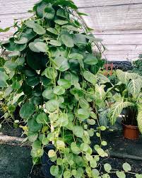 Image result for Cissus cornifolia