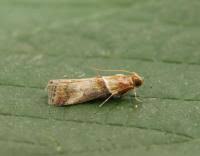 Image result for Acrotome hispida