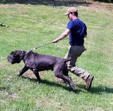 Neapolitan Mastiff Dog Breed Information And Pictures