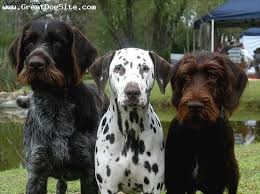A Photo Of A 2 Years Old Brown German Wirehaired Pointer My Two Wirehaired And Pointer Puppies German Wirehaired Pointer Puppy German Wirehaired Pointer