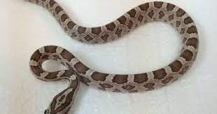 Pin Ot Polzovatelya Odalis Mendoza Na Doske Snakes Zmeya Biser