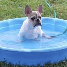 The french bulldog is a top heavy breed. Caesar Romero Dog Ranch Rescue