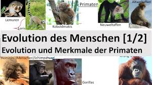 Weitere ideen zu primaten, tiere, affen. Evolution Des Menschen 1 2 Evolution Merkmale Der Primaten Biologie Oberstufe Youtube