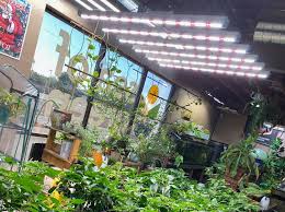 We did not find results for: Where To Buy Marijuana Growing Supplies In The Phoenix Area Phoenix New Times