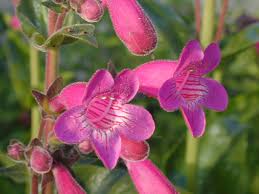 2 among most overvalued housing markets in the u.s. Best Native Plants For Your Austin Garden Lawnstarter