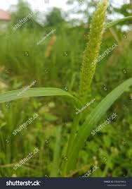 Image result for Sacciolepis indica