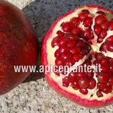 Image result for Punicaceae