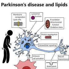 Brain cells are referred to generally as neurons, though they also exist throughout the body The Role Of Lipids In The Pathogenesis Of Parkinson S Disease Frontiers Research Topic