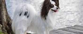 Not sure what pet is right for you? Papillon Dog Breed Profile Petfinder