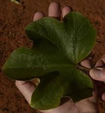 Image result for Thespesia garckeana