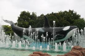Orca ramming an unlucky grey whale. Adventure World Part I Memories Of Orcas Dolphin Project