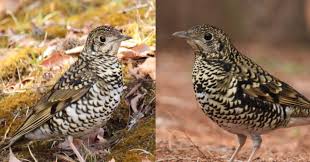 Image result for トラツグミ