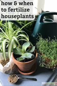 Houseplant Fertilizer Basics How And When To Feed Houseplants Fertilizer For Plants Houseplants Low Maintenance Garden