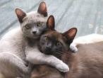 Burmese Kittens for Sale - The Burmese Cat Club