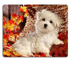 Black And White Maltese Puppy Robot Check Black Puppy White Puppies Pet Birds