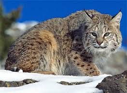Check spelling or type a new query. Bobcat North American Wildcat Animal Pictures And Facts Factzoo Com