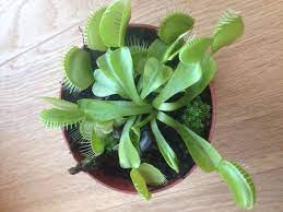 How To Care For Venus Fly Traps Venus Fly Trap Plants Unusual Plants
