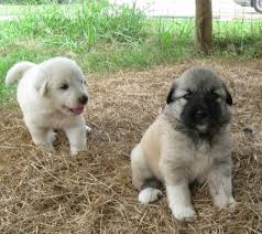 They are also gentle & enjoy being with their families. Lgd Puppies Anatolian Shepherd Great Pyrenees Fl Sold Other Animals For Sale Puppy Dog Images Anatolian Shepherd Dog Great Pyrenees
