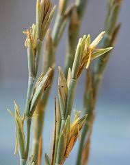 Image result for Trisetopsis elongata