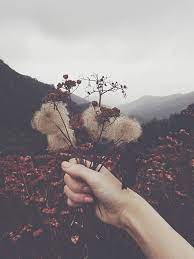 Monday January 11 Nature Photography Vintage Photography Flowers Photography