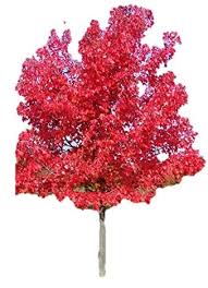 The fall color glows like embers in a blazing hot fire, thus the name. October Glory Red Maple Tree Shade Healthy Rooted 2 Gallon Potted 1 Plant Buy Online In Grenada At Grenada Desertcart Com Productid 78137392