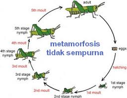 Maybe you would like to learn more about one of these? Apa Itu Metamorfosis