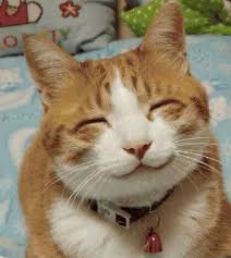 Un Chat Sourient Recherche Google Funny Cat Faces Cute Cat Face Smiling Animals