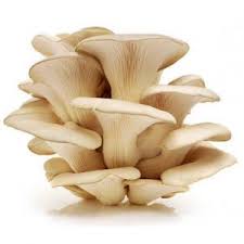 Budidaya jamur tiram putih yang bernama latinpleurotus ostreatus ini masih tergolong baru. Analisis Dan Prospek Usaha Jamur Tiram Rumahan Pak Tani Digital