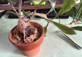 アリ 植物 育て 方