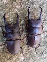 stag_beetle_japan