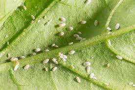 Se trata de insectos pertenecientes a la familia de los aleuródidos y las especies más importantes que conocemos como mosca blanca son las siguientes Que Hacer Si Encuentro Plagas En Mis Plantas Monteverde Ltda