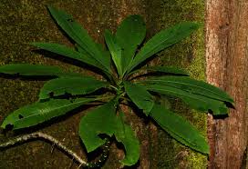 Image result for Solanecio mannii