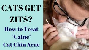 Find answers to health issues chin lumps due to local infections may appear as boils or abscesses. Does My Cat Have Zits At Home Cure For Catne Cat Acne Youtube