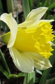 Narcissus Lobularis Haw Schult Schult F 13 Rhs Gardening Narcissus Daffodils Rhs