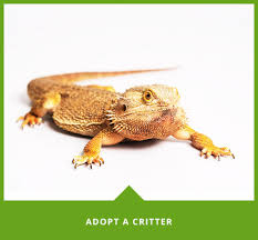 In many petco locations across the country, you can meet adoptable pets every day in one of our adoption habitats or on the weekends many of our local adoption partners showcase pets looking for homes. Larimer Humane Society