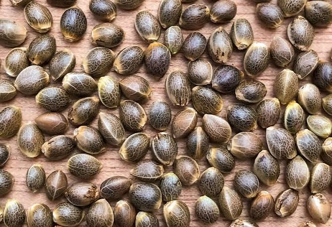 Os benefícios da semente de cânhamo na alimentação de frangos